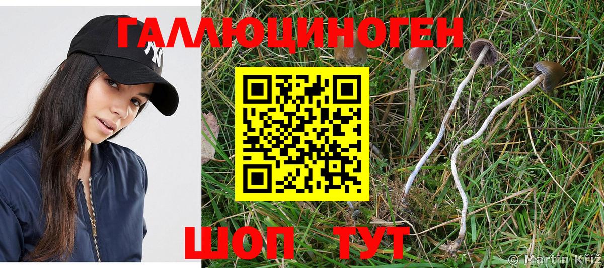 Галлюциногенные грибы Psilocybe  Вход с VPN  где найти наркотики  Ахтубинск 